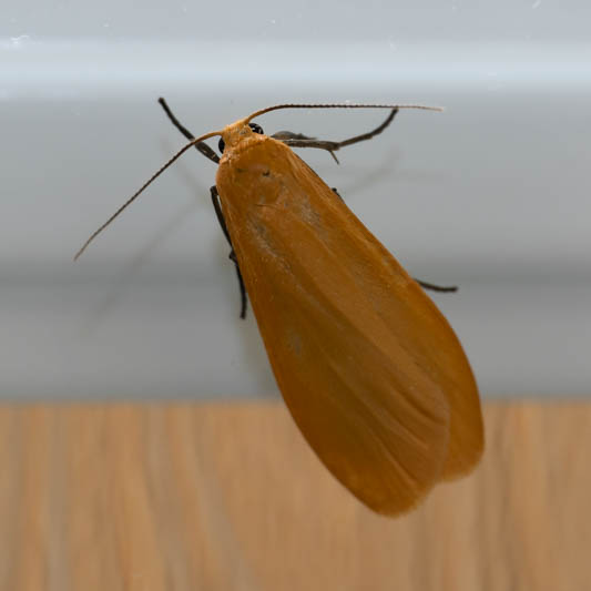 Eilema sororcula (Orange Footman).jpg